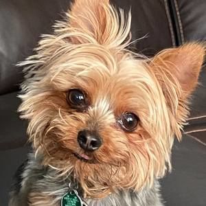 Meet your Posher, Suzie